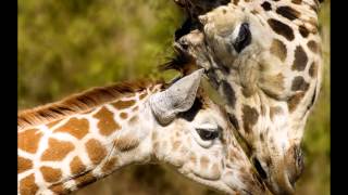 A la madre - Gloria Trevi