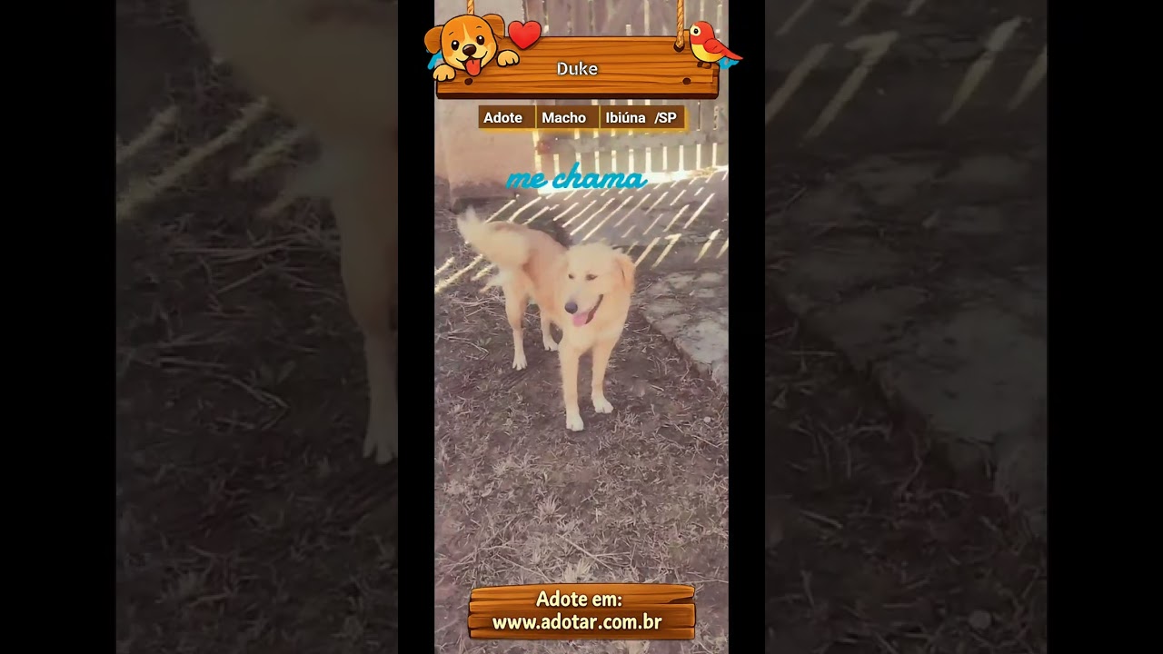 Cachorro raça SRD-ViraLata idade 2 anos nome Duke