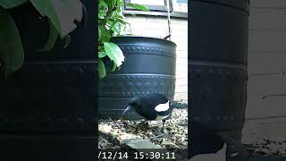 Download lagu Robin Magpie Cat Fox 🐦⬛🐈 🦊 mp3 Download lagu Robin Magpie Cat Fox 🐦⬛🐈 🦊 mp3