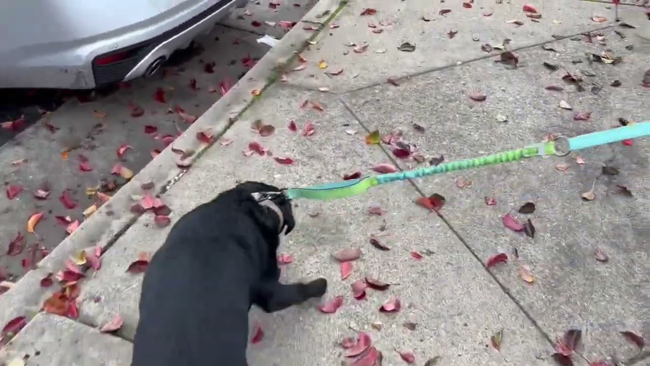 Enlarge Skeeter Bob, a ADOPTABLE mixed breed in San Francisco, CA video 6/6