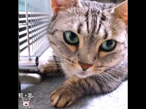 youtube-動物記事1970/01/01 09:00:00