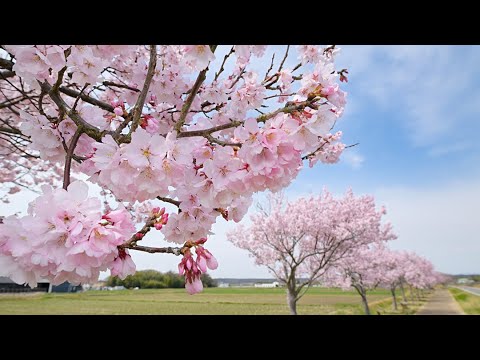 〈彩前線２０２２〉春風に輝くエドヒガン　小野「桜づつみ回廊」