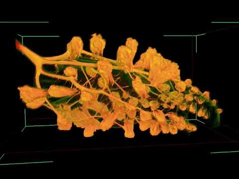 Phylloxera, grapevine