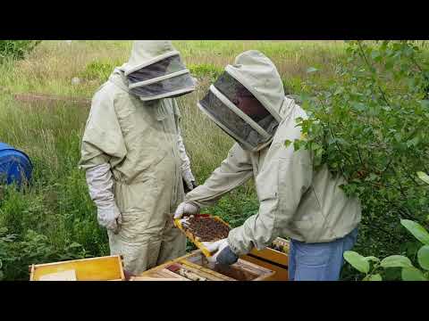 Kontroll av drottningar, yrkesutbildning i biodling, Rosendals Biprodukter