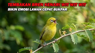 Download lagu PANCINGAN PLECI NEMBAK BREN KENARI WIT WIT WIT NGOTOT, BIKIN LAWAN EMOSI DAN BUKA PARUH mp3