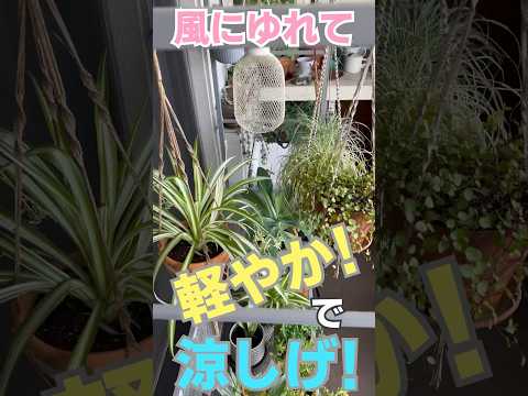 吊り下げ植物 観賞用の銀の葉 ケナガイモーテル ヘリクリサム ペティオラーレ シルバー