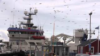 Lerwick harbour area including Peerie Shop and Peerie Café