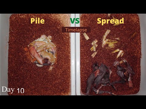 Pile Vs Spread out food in a Worm Bin Time-lapse (Quick)