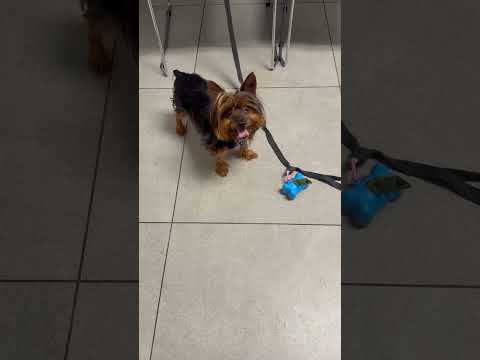 Gordo, an adoptable Yorkshire Terrier in Cape Coral, FL_image-1