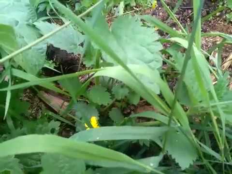 Не берите в руки жаб! Моя знакомая лягушка.