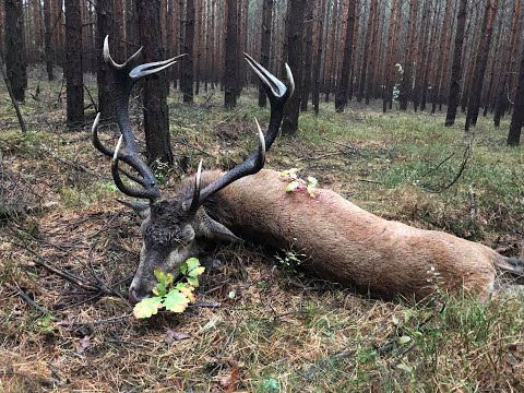Red stag hunting - www.ultimatehunting.eu  - hunting in Poland