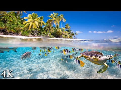 11 HOURS Stunning 4K Underwater footage + Music | "Tahiti Reef Relaxation"  Ambient Nature Film