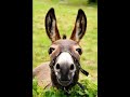 Idk Donkey Poopoo Yea Epic Dude Better Sub Or I Will Do Nothing