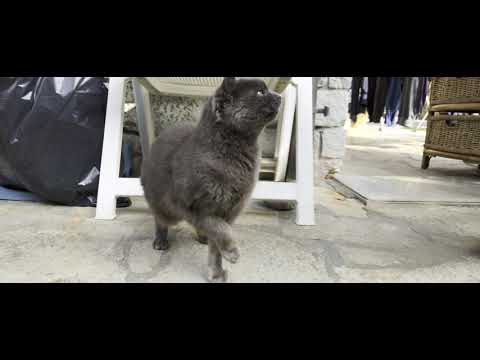 Xperia 5 II 21/9 4 k 120 FPS