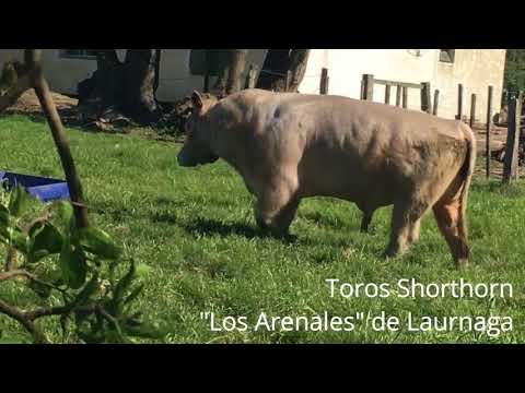 Toros Shorthorn de "Los Arenales" de Laurnaga