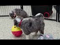 Mini Bernedoodle dogs for sale: Dew - Video 1