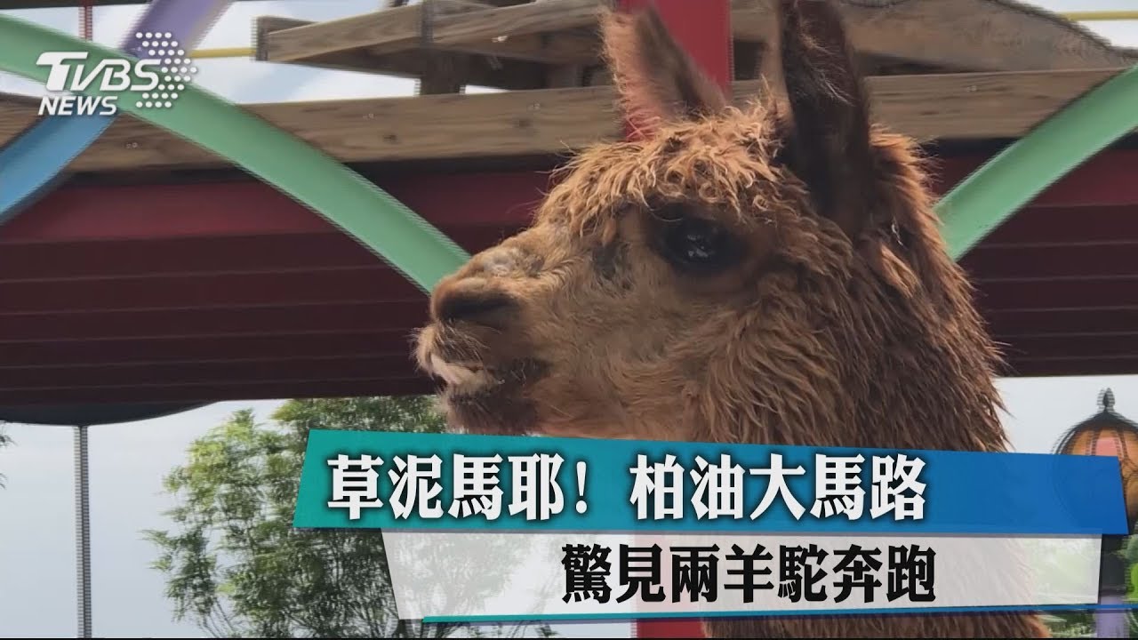 草泥馬耶!柏油大馬路 驚見2羊駝奔跑