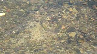 preview picture of video 'Brook lamprey in the Afon Teifi'