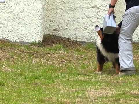 Bernes de la montaña - Bernarda de Campo Birmania