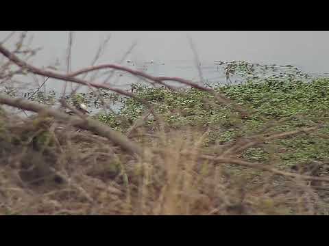 Djuma: Blacksmith Lapwing parent and at least two brand new chicks - 10:50 - 10/05/21