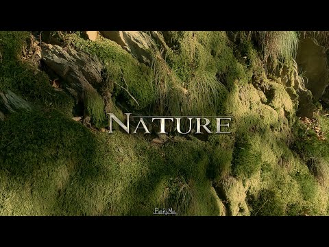 Nature Walk • Balade virtuelle • 4K Ultra HD • B Roll