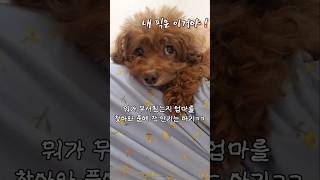 내 강아지 행복버튼