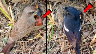 Download lagu Burung Robin Oriental Jantan dan Betina Merawat Bayi-bayinya mp3