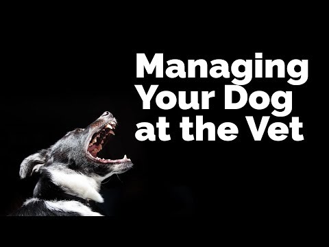 Managing Your Dog at the Vet