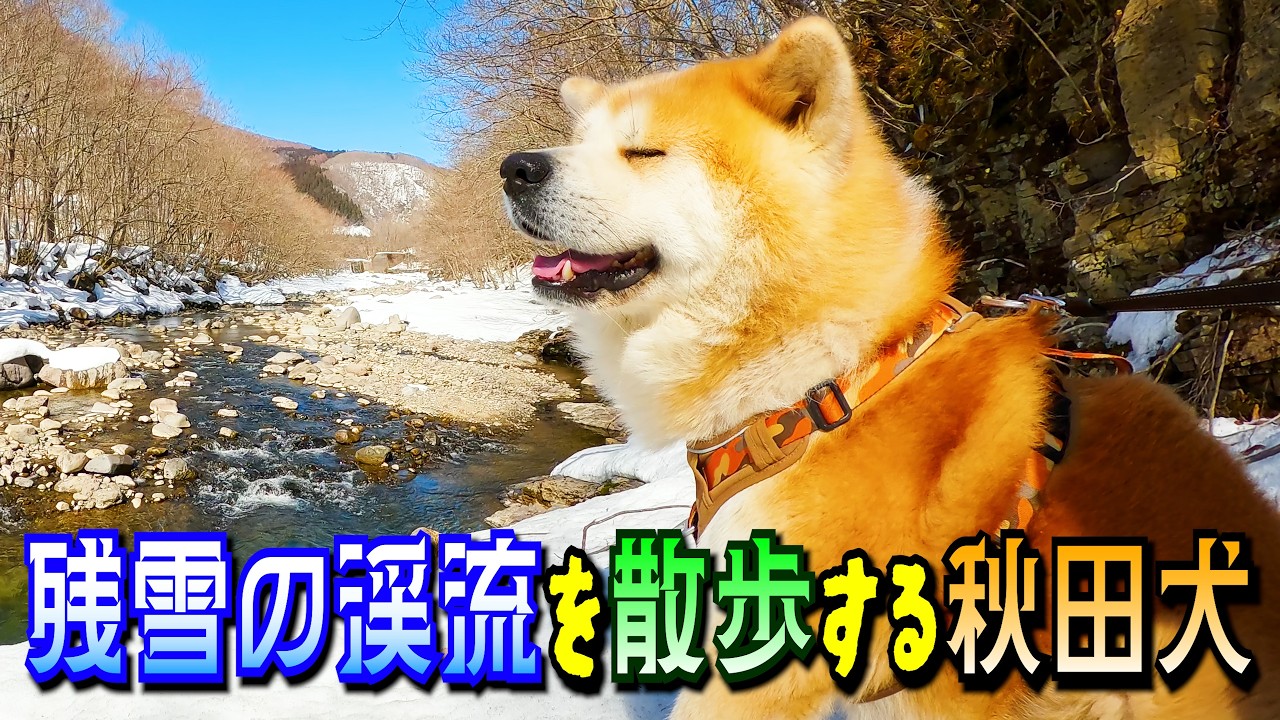 残雪の渓流を散歩する”秋田犬のびしゃもん”2026年3月13日【大自然の中をバーチャルお散歩】