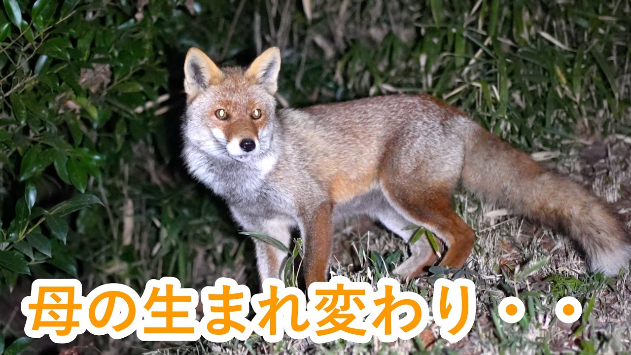 母の命日に出産した娘のキツネ