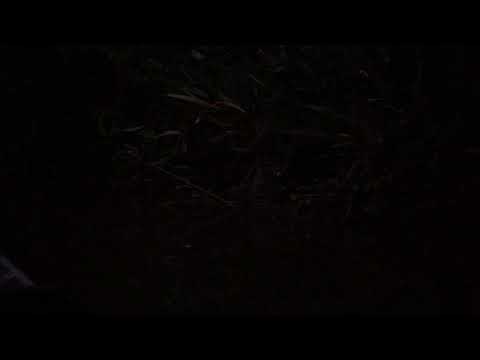 Jungle Canoe Ride at Dusk