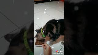 Download lagu Kucing American shorthair mp3