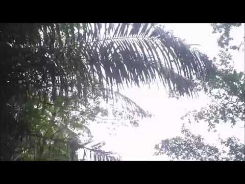 video preview image: Plantations and forests in Principe Island