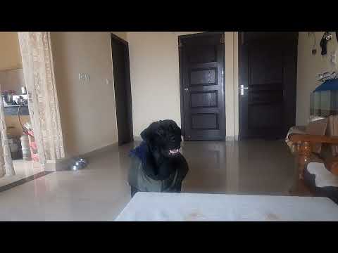 funnyvideo |dogtraining | shorts | comedy |youtubeshorts | shorts | dogs Video