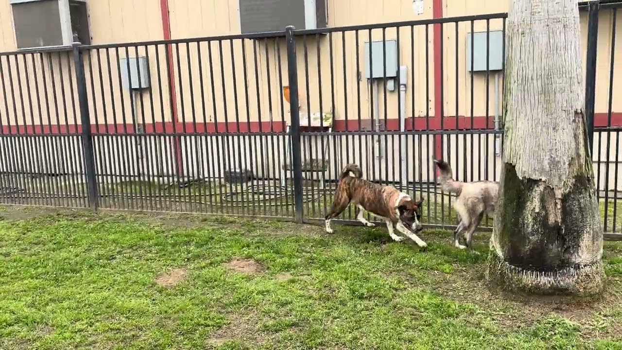 Enlarge SIMON, a Adoptable mixed breed in Delano, CA video 5/5