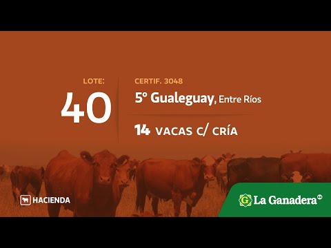 Lote Vacas con cria en 5° Gualeguay