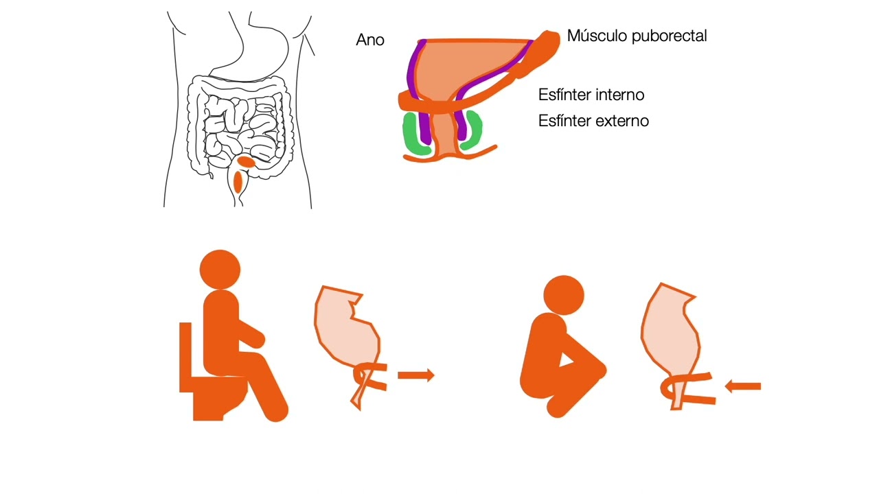La complejidad del sistema digestivo - Defecación