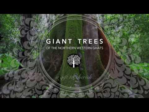 Giant Trees for Climate Change Mitigation in India