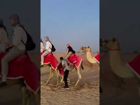 Morning Dubai Camel Riding Tours                #camelride #dunebashing #dubai