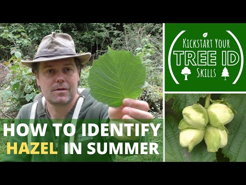 How To Identify Hazel in Summer