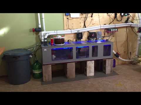 Saltwater Reef Tank and Royal Exclusiv Sump