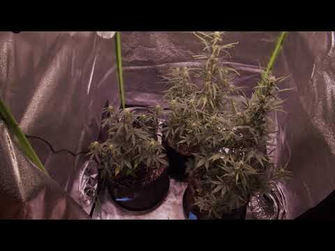 3x3 Auto Flower Grow - Week 4 | Grow Series 2
