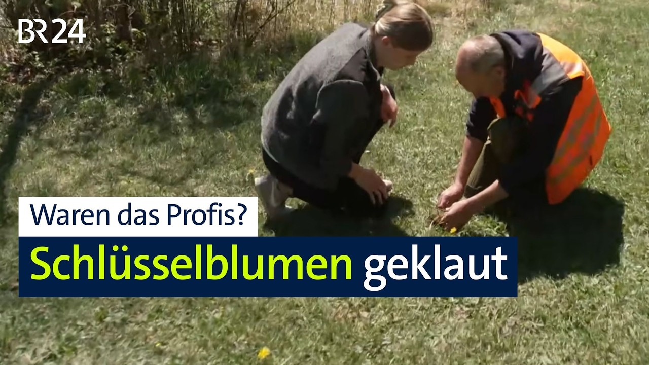 Professioneller Schlüsselblumen Diebstahl in Schongau | Abendschau | BR24