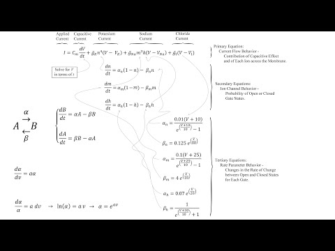 Modeling Neuron Action Potentials and Electrolyte Physiology with Hodgkin-Huxley Equations in Matlab