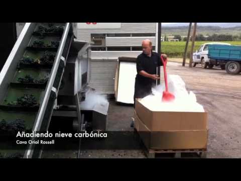 Cava Oriol Rossell - Entrada del Pinot Noir