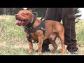 DDK9: Controlled pitbull aggression (Worlds best off ...