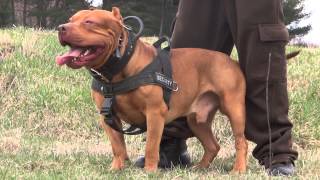 DDK9: Controlled pitbull aggression (Worlds best off Breed Street Protection K9s)