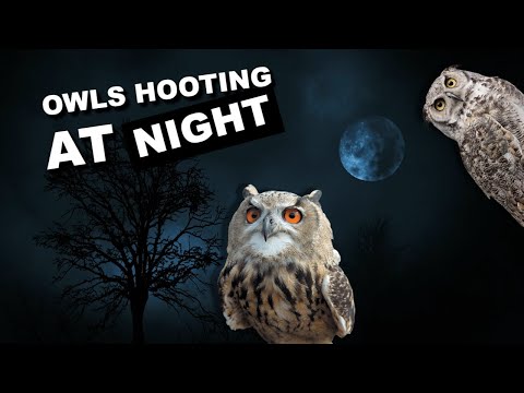 Owls hooting at night. 8 hours of owl sounds *hoot* *hoot*