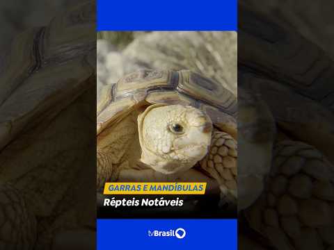 Garras e Mandíbulas: Répteis notáveis