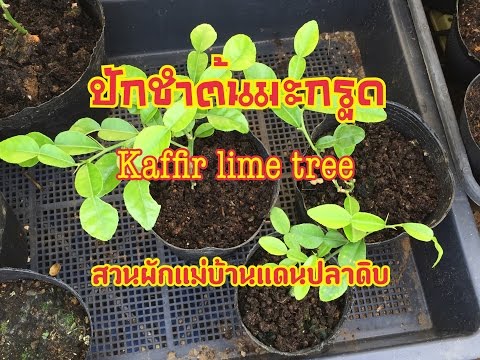 ความอ่อนแอวิธีที่จะชนะ เห็ดสำหรับแรงชาย